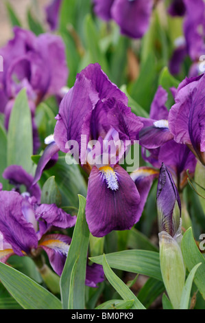 Zwerg Iris (Iris pumila) Stockfoto