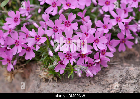 Moss Phlox (Phlox subulata) Stockfoto
