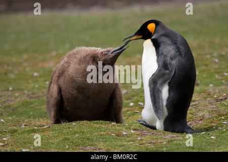 König Penguins Aptenodytes Patagonicus Königspinguin Falklandinseln Volunteer Point Küken um Essen betteln Stockfoto