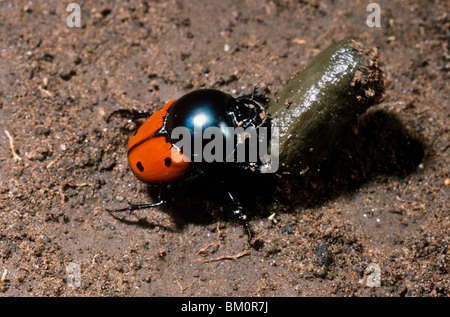 Mistkäfer (Helictopleurus Quadripunctatus) unter einem Pellet Sifaka Lemur Mist zu nisten Graben, Galeriewald Madagaskar Stockfoto