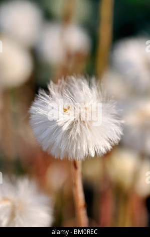 Huflattich (Tussilago farfara) Stockfoto