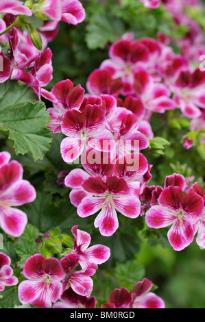 Lemon duftende Pelargonien (Pelargonium crispum' angeleyes Burgund') Stockfoto