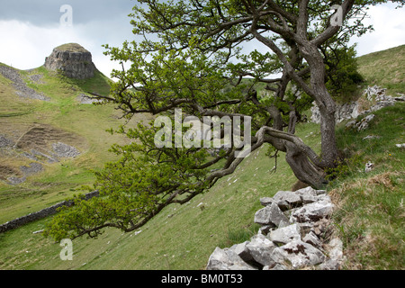 Weißdorn, wächst aus Kalkstein Felsen, Cressbrook Dale, Derbyshire Stockfoto