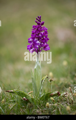 Frühe lila Orchidee, Orchis Mascula, Cressbrook Dale, Derbyshire Stockfoto