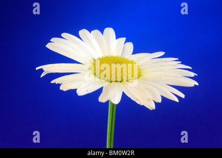 (Leucanthemum Ircutianum) Leucanthemum Blume gelb einzigen weißen Kopf Makro Stockfoto