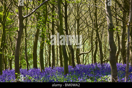 Glockenblumen im Wald Stockfoto