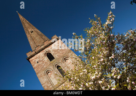 UK, Herefordshire, Ledbury, St. Michaels Church, ungewöhnliche separaten Turm mit Magnolienbaum in Blüte Stockfoto