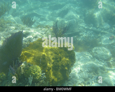 unter Wasser in der Nähe von Fort Jefferson FL Golf von Mexiko Stockfoto