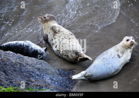 Seehunde an einem Sandstrand. Kalifornien, USA. Stockfoto