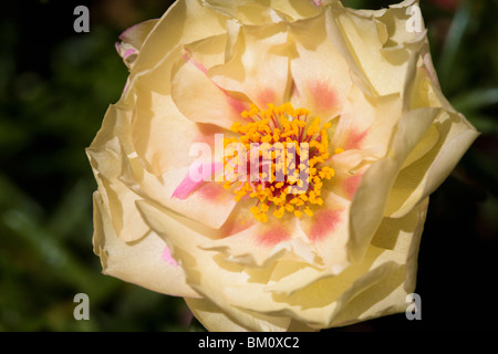 Creme farbigen Moosrose - Portulaca grandiflora Stockfoto