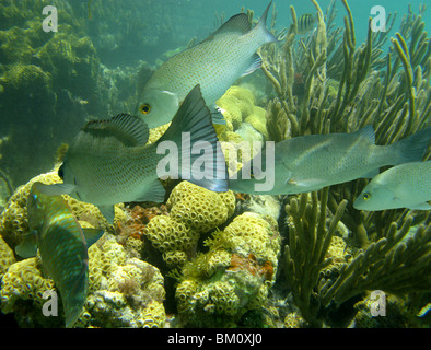 unter Wasser in der Nähe von Fort Jefferson FL Golf von Mexiko Stockfoto