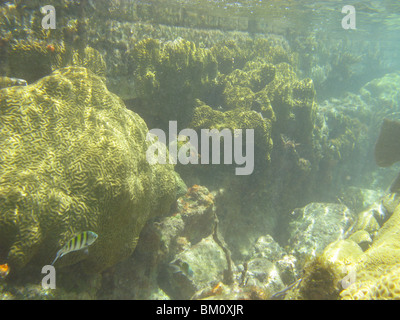 unter Wasser in der Nähe von Fort Jefferson FL Golf von Mexiko Stockfoto