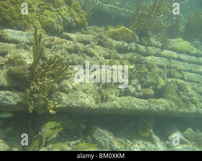 unter Wasser in der Nähe von Fort Jefferson FL Golf von Mexiko Stockfoto