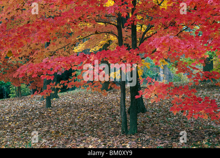 Ahornbäume im Herbst Stockfoto