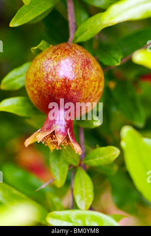 Granatapfelbaum mit grünen grünen Hintergrund Stockfoto