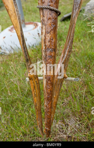 Der Schnabel Grauwal, Mesoplodon Grayi, Schädel, Falkland-Inseln, Stanley, seltene Schädel ein Stranded Schnabel Wal-Arten Zähne Stockfoto