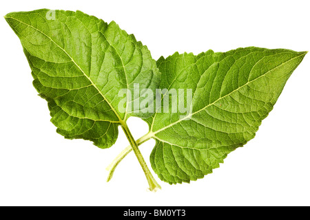 Sonnenblume Blätter auf einer rein weißen Hintergrund isoliert Stockfoto
