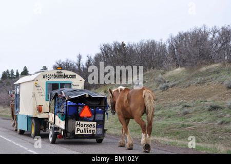 Wagonteamster - Wagen und Pferd Art des Reisens, USA Stockfoto