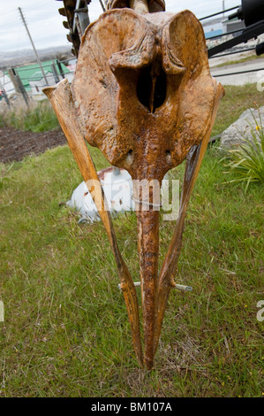 Der Schnabel Grauwal, Mesoplodon Grayi, Schädel, Falkland-Inseln, Stanley, seltene Schädel ein Stranded Schnabel Wal-Arten Stockfoto