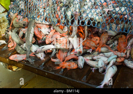 Fang von einem Tiefseeschleppnetz, einschließlich Orange Roughy (Hoplostethus atlanticus). Stockfoto