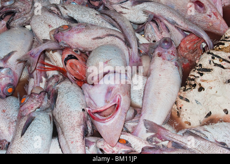 Fangen von einem Tiefsee Schleppnetz. Stockfoto