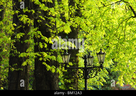Frische grüne Feder Rosskastanie Laub Aesculus hippocastanum Stockfoto