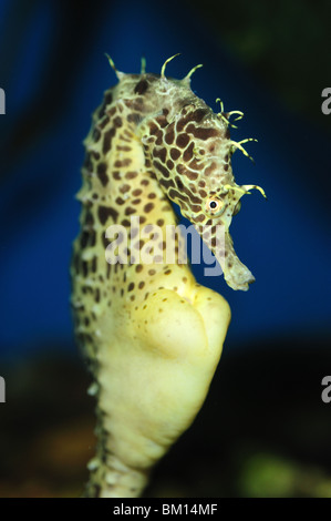 Dickbäuchige Seepferdchen, Hippocampus Abdominalis, Gefangenschaft Stockfoto