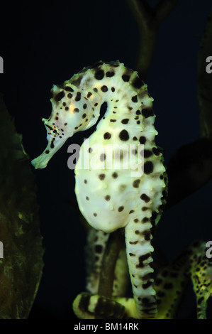 Dickbäuchige Seepferdchen, Hippocampus Abdominalis, Gefangenschaft Stockfoto