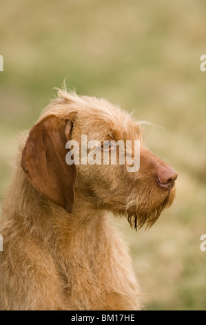 Sika ungarischen Drahthaar Vizla Hund HPR Jagen Schiessen, Abrufen von Fasan springen Stockfoto