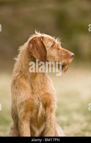 Sika ungarischen Drahthaar Vizla Hund HPR Jagen Schiessen, Abrufen von Fasan springen Stockfoto