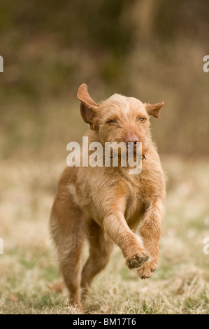 Sika ungarischen Drahthaar Vizla Hund HPR Jagen Schiessen, Abrufen von Fasan springen Stockfoto