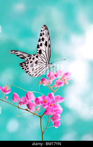 Ein Papier Drachen Schmetterling greifen auf rosa Blume Stockfoto