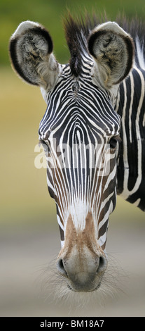 Porträt von einem Grevy-zebra Stockfoto