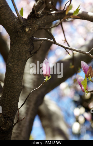 Kleine Knospe am schönen Magnolienbaum in Lugano, Schweiz Stockfoto