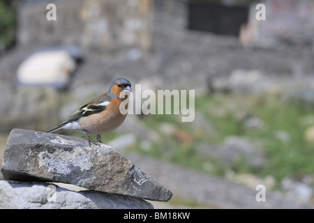 Männlichen Buchfinken stehend auf einer Felsen Insel Mull Schottland Stockfoto
