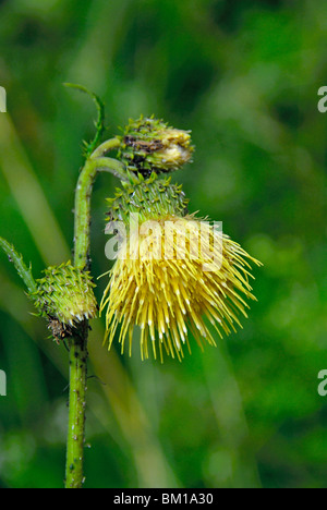 Cirsium Erisithales, gelbe Melancholie Distel Stockfoto