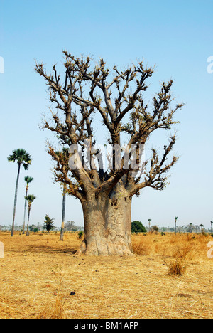 Baobab-Baum, Republik Senegal, Afrika Stockfoto