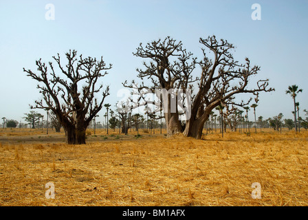 Baobab-Baum, Republik Senegal, Afrika Stockfoto