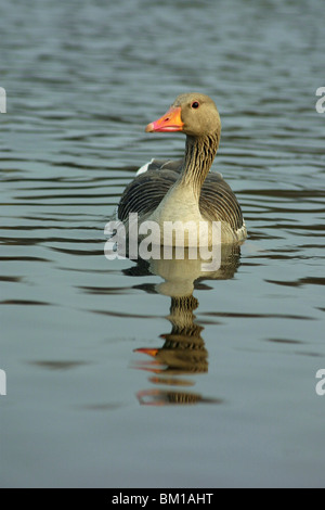 Gourmet / Graugans Gans Stockfoto