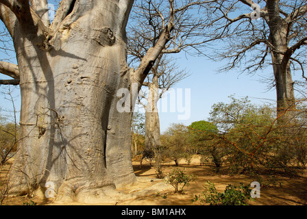 Baobab-Baum, Republik Senegal, Afrika Stockfoto