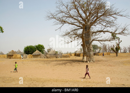 Baobab in ein Peul Dorf, Republik Senegal, Afrika Stockfoto