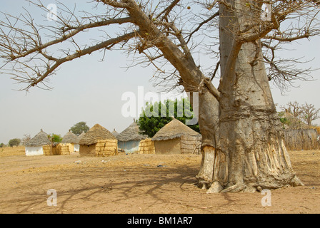 Baobab in ein Peul Dorf, Republik Senegal, Afrika Stockfoto