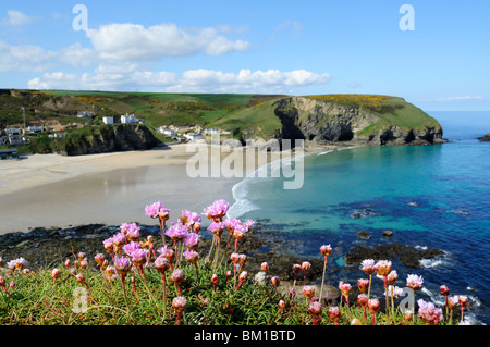 Sparsamkeit in Blüte oberhalb des Strandes in Portreath in Cornwall, Großbritannien Stockfoto