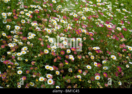 Erigeron Karvinskianus (E. Mucronatus), Berufkraut Stockfoto