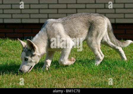 Sibirien Husky in Bewegung / Sibirien Husky in Aktion Stockfoto