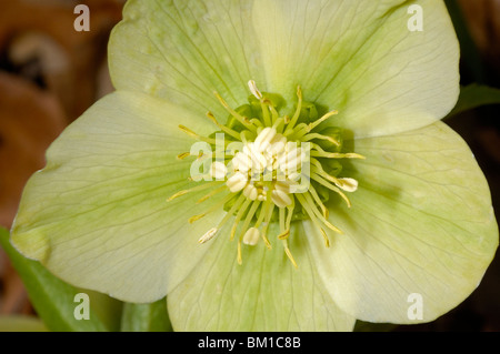 Helleborus Viridis, grüner Nieswurz oder des Bären-Fuß Stockfoto