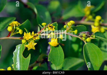 Paliurus Spina-Christi, Jerusalem Thorn Stockfoto