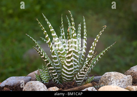 Haworthia Fasciata "Big Band" Stockfoto