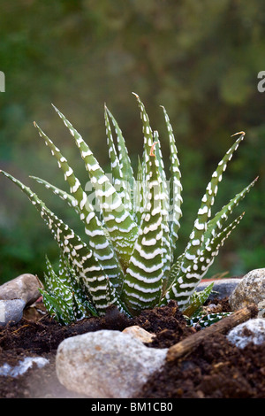 Haworthia Fasciata "Big Band" Stockfoto