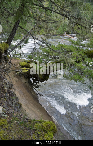 Bäume Überhang der reißenden Fluss im Frühjahr an Englishman River Falls, Vancouver Island, British Columbia, Kanada Stockfoto